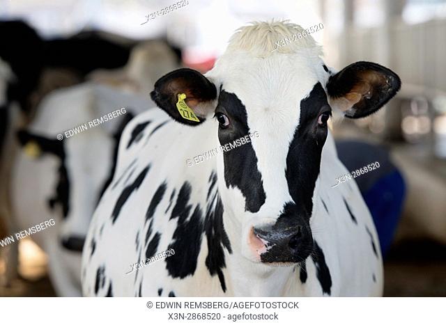 Cows on a farming facility located in Punjab, India