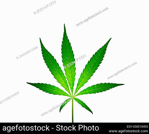 Close up one fresh green cannabis or hemp leaf isolated on white background