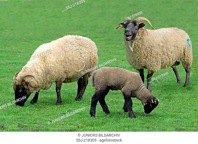 Norfolk Horn. Two adult sheeps and a lamb on a pasture. Norfolk, England