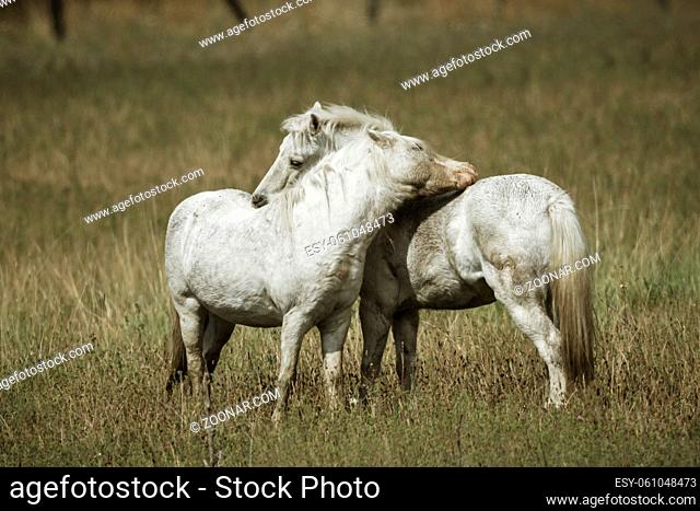 Two white horses interact with each other near Hauser, Idaho