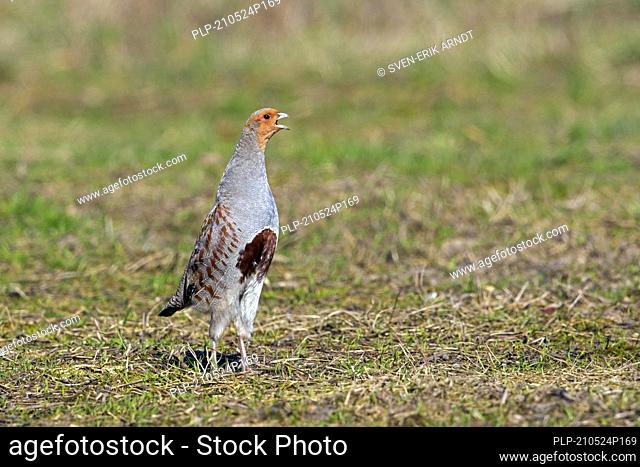 Grey partridge / English partridge / hun (Perdix perdix) male calling in field in spring