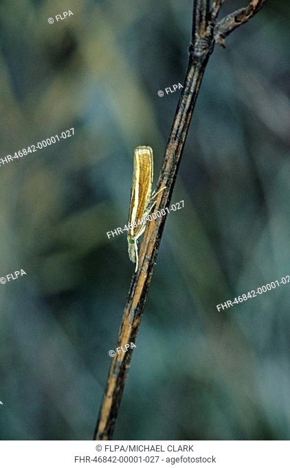 Common Grass-veneer Agriphila tristella adult, resting on stem, England
