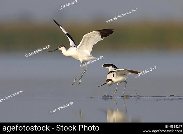 Avocet( Recurvirostra avosetta) , adult, two adult birds fighting in the water, Zicksee, St.Andrä, National Park Neusiedler See, Burgenland, Austria, Europe