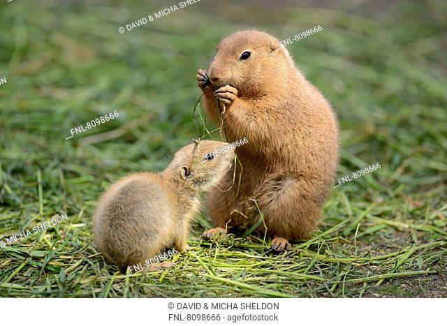 Black-tailed prairie dog (Cynomys ludovicianus), mother with baby