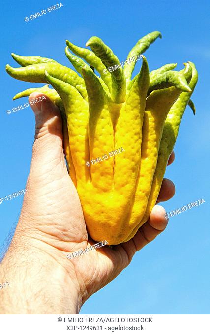 Buddha's hand Citrus medica sarcodactylus