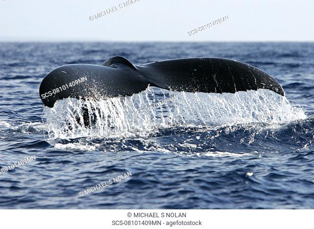 Adult humpback whale Megaptera novaeangliae fluke-up dive in the AuAu Channel, Maui, Hawaii, USA Pacific Ocean