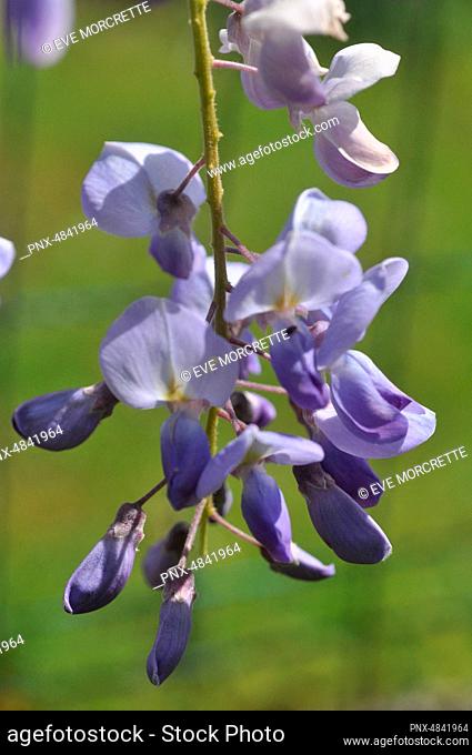 France, Brittany, Taupont, detail of flowers of blue wisteria, perennial plant of the family Fabaceae, woody climbing plant
