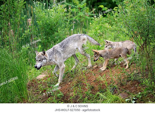 Gray Wolf, (Canis lupus), adult with youngs walking, social behaviour, Pine County, Minnesota, USA, North America