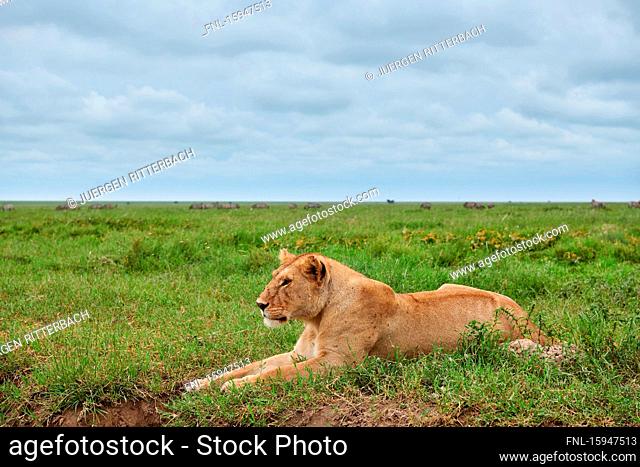 Lion, Panthera leo, Serengeti National Park, Tanzania, East Africa, Africa