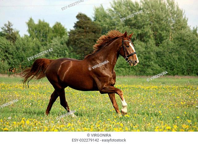 Chestnut beautiful horse galloping at the meadow with flowers