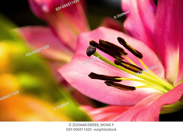 The close up of lilies over dark background