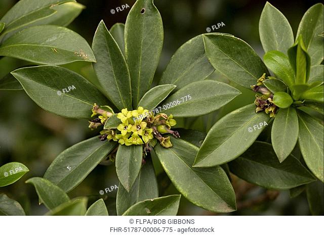 Spurge Laurel Daphne laureola leaves and flowers, in woodland, Sicily, Italy
