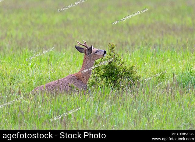 Roebuck (Capreolus capreolus) grazes on a bush, spring, May, Hesse, Germany