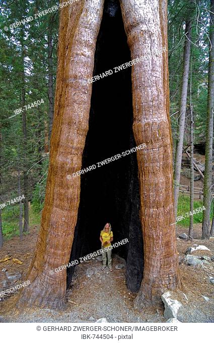 Woman standing in a huge Giant Sequoia (Sequoiadendron giganteum) tree trunk, Sequoia National Park, California, USA