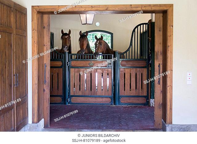 Iberian Sport Horses in a box stall. Germany