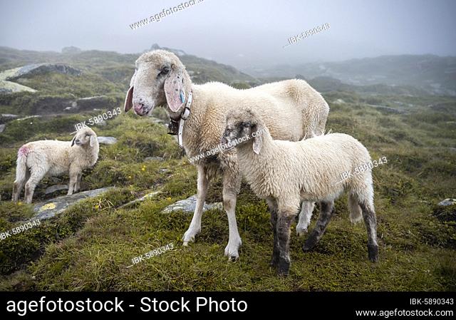 Mother with young animals, domestic sheep on alpine meadow, Berliner Höhenweg, Zillertal, Tyrol, Austria, Europe