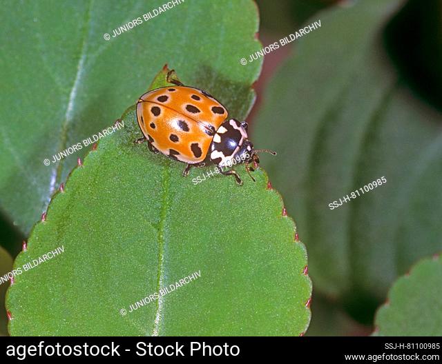 Eyed Ladybird, Pine Ladybird Beetle (Anatis ocellata) on a leaf. Germany