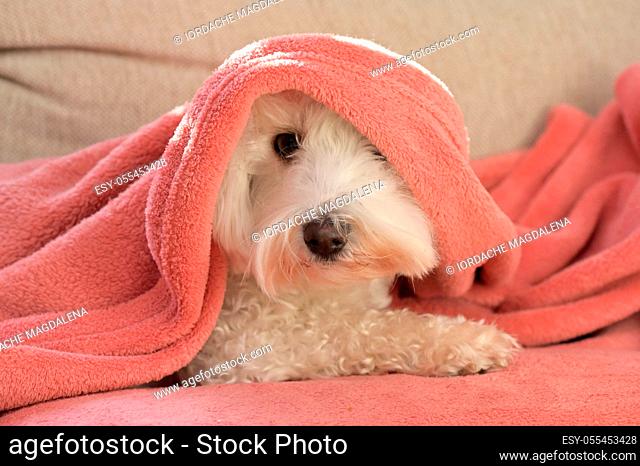 dog, blanket, covered