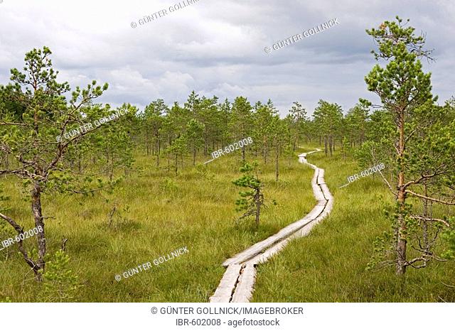 Moorlands, Meenikunno, Estonia, Europe