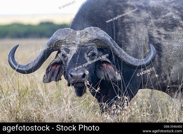 Africa, East Africa, Kenya, Masai Mara National Reserve, National Park, savannah, African buffalo or Cape buffalo (Syncerus caffer), old solitary male