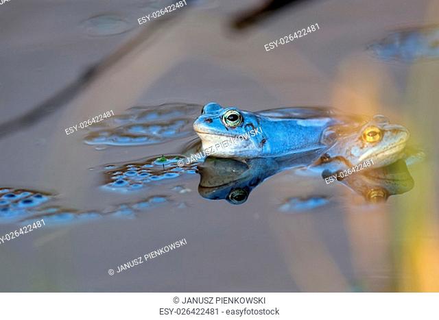 Moor frogs on the lake in the wild