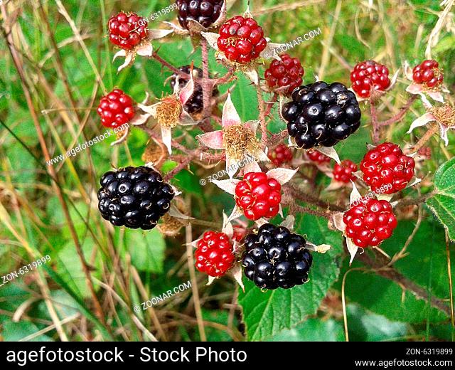 Brombeere; Rubus, fructicosa;