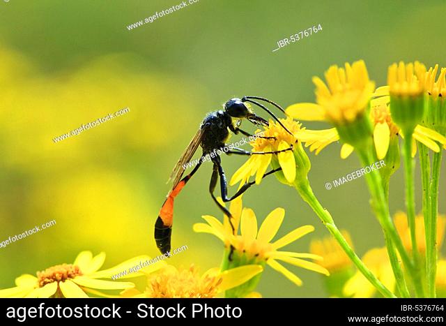 Common Red-banded sand wasp (Ammophila sabulosa), Schleswig-Holstein, Germany, Europe
