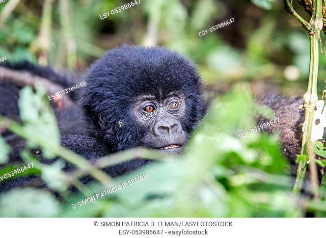 Close up of a baby Mountain gorilla in the Virunga National Park, Democratic Republic Of Congo