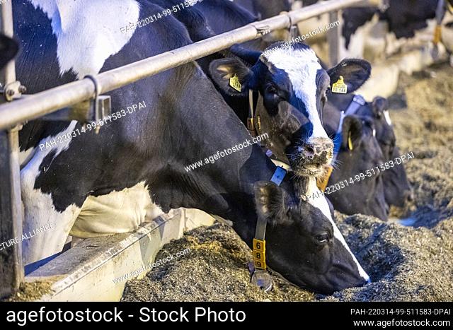 13 January 2022, Mecklenburg-Western Pomerania, Köchelstorf: Dairy cows in the barn of the agricultural cooperative. The farm, which has 786 dairy cows