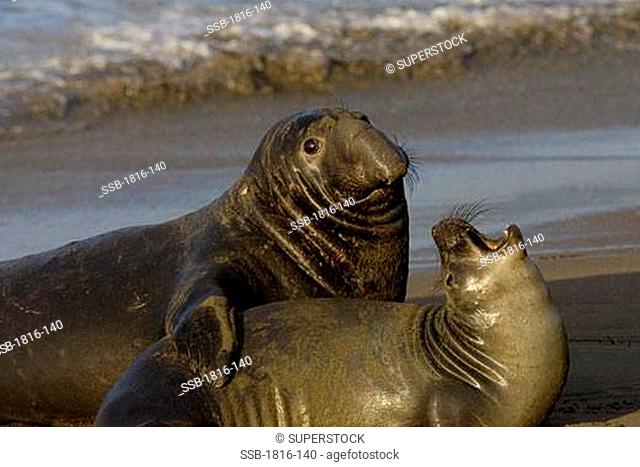 Bull Elephant Seal bellows for dominance on San Simeon beach