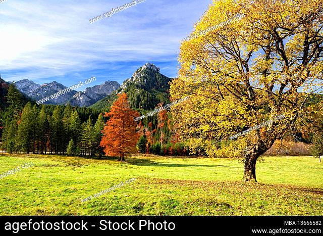 Yellow discolored sycamore maple in an alpine mountain landscape on a sunny autumn day near Buching. In the background Schönleitenschrofen and Branderschrofen