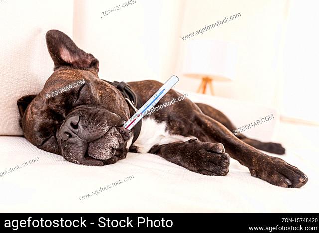 french bulldog dog having a hangover or feeling very sick and ill with temperature , thermometer in mouth showing fever