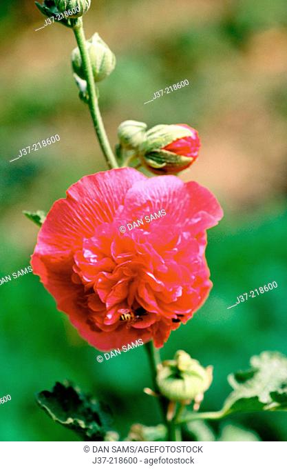 Hollyhocks (Althaea rosea)