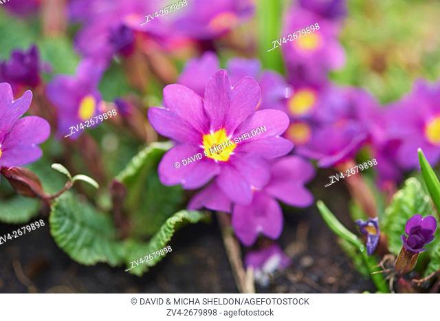 Close-up of pink primula (Primula vulgaris) blossoms in a garden in spring