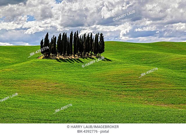 Group of Cypresses in cornfield, San Quirico d'Orcia, Val d'Orcia, Tuscany, Italy