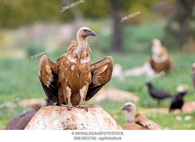 Europe, Spain, Catalonia, Lerida province, Boumort, Griffon vulture in the game reserve, feeding station