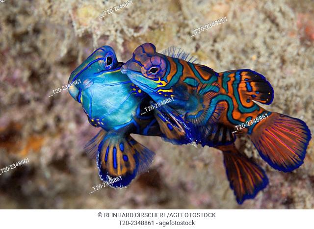 Mating Mandarinfish, Synchiropus splendidus, Ambon, Moluccas, Indonesia