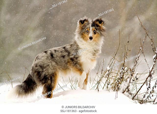Sheltie, Shetland Sheepdog. Adult dog standing in falling snow