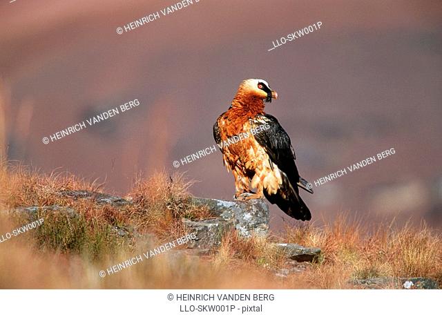 View of a Bearded Vulture/Lammergeier Gypaetus barbatus Perched on a Rock  Giants Castle Nature Reserve, KwaZulu Natal Province, South Africa