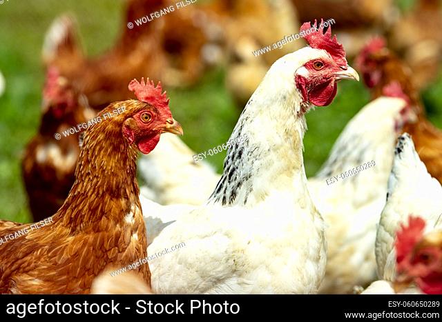 portrait of free range chickens outdoor