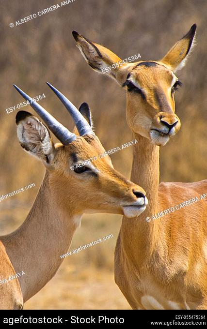 Impala, Aepyceros melampus, Khama Rhino Sanctuary, Serowe, Botswana, Africa