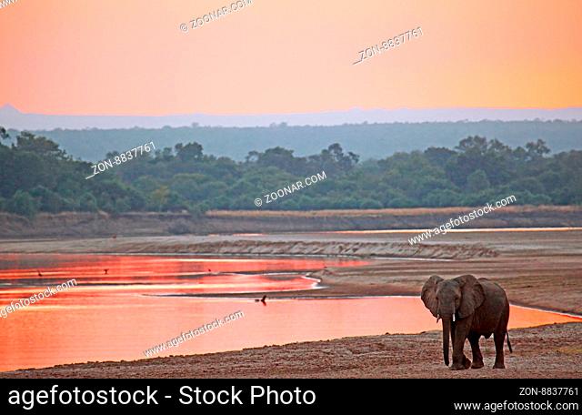 Elefant im Sonnenuntergang am Luangwa, South Luangwa Nationalpark, Sambia; elephant at Sunset at Luangwa, South Luangwa Nationalpark, Zambia