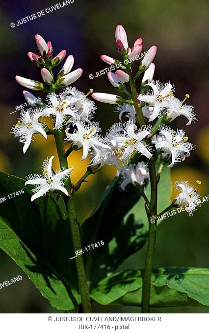 Flowering water trefoil - bogbean (Menyanthes trifoliata)