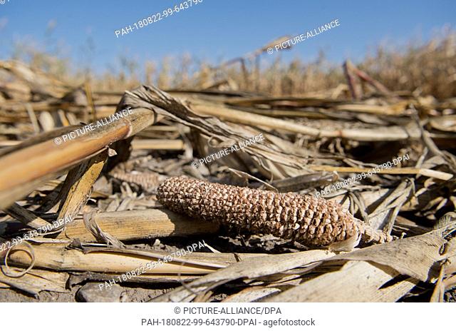 22 August 2018, Germany, Schwüblingsen: A stunted corn cob is lying on a maize field in the Hanover region that has been severely damaged by drought