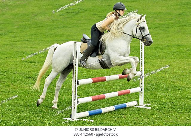 Girl riding a Connemara pony stallion