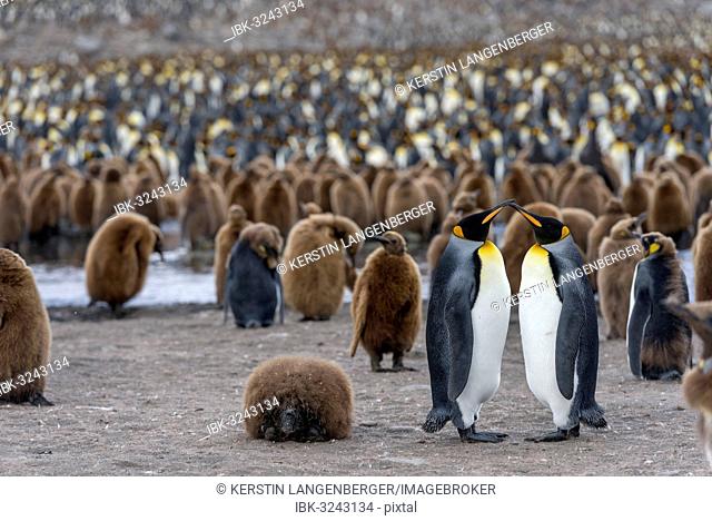 King Penguins (Aptenodytes patagonicus), adult birds, pair, surrounded by chicks in a King Penguin colony, St. Andrews Bay