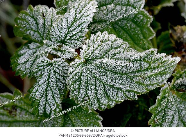 05 December 2018, Lower Saxony, Langenhagen: Ice crystals lie on leaves in the Feldmark after a frosty night. Photo: Holger Hollemann/dpa