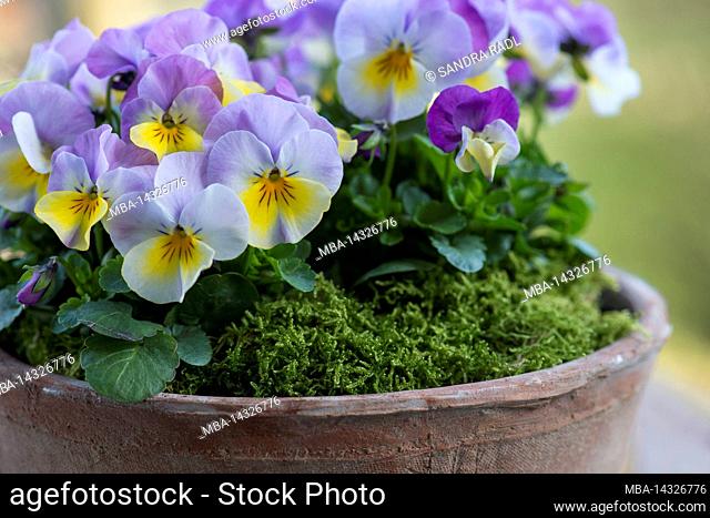 Horned violet (Viola cornuta) in a pot, flowers in delicate purple and yellow