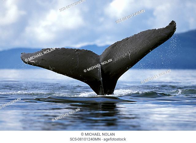 Adult Humpback Whale Megaptera novaeangliae fluke-up dive in Icy Strait, Southeast Alaska, USA
