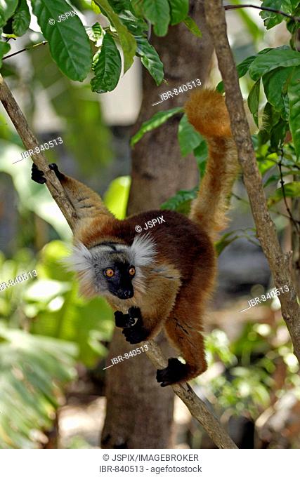 Black Lemur (Eulemur macaco), adult female in a tree, Nosy Komba, Madagascar, Africa